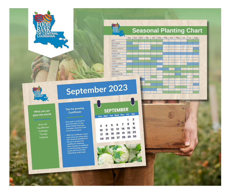 Food Bank Downloadable Content